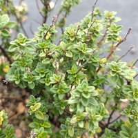 Thymus citriodorus